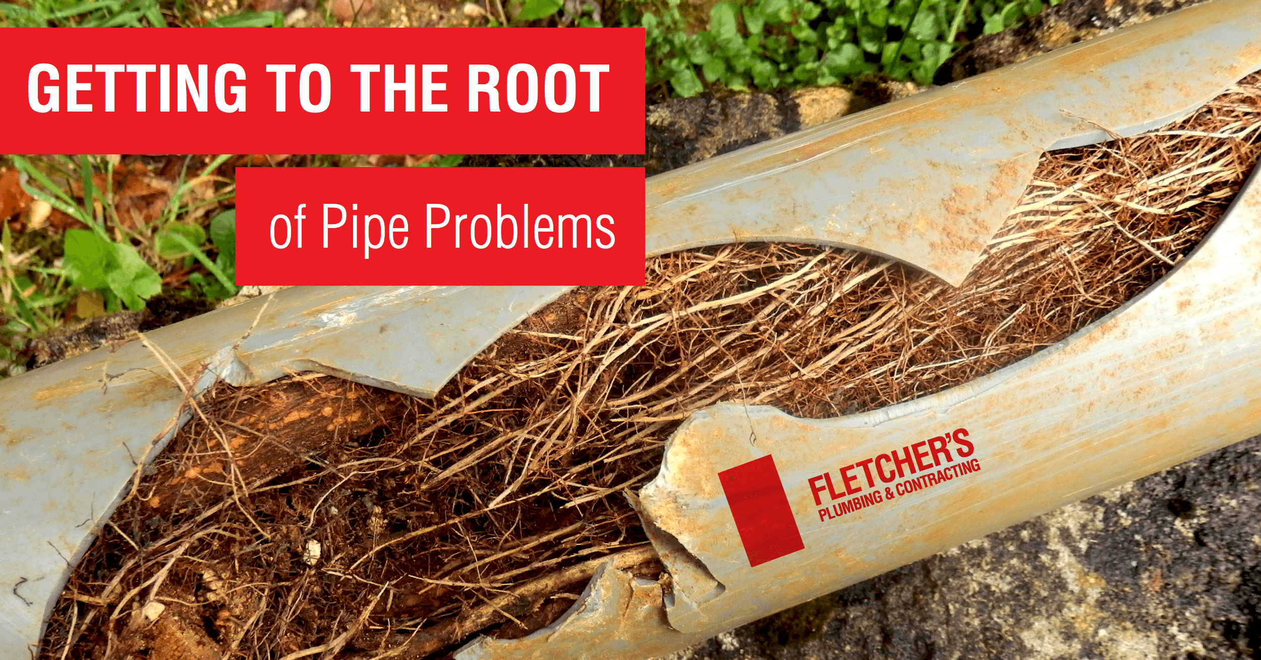 Tree roots in pipes