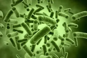 microscopic close-up of green bacteria