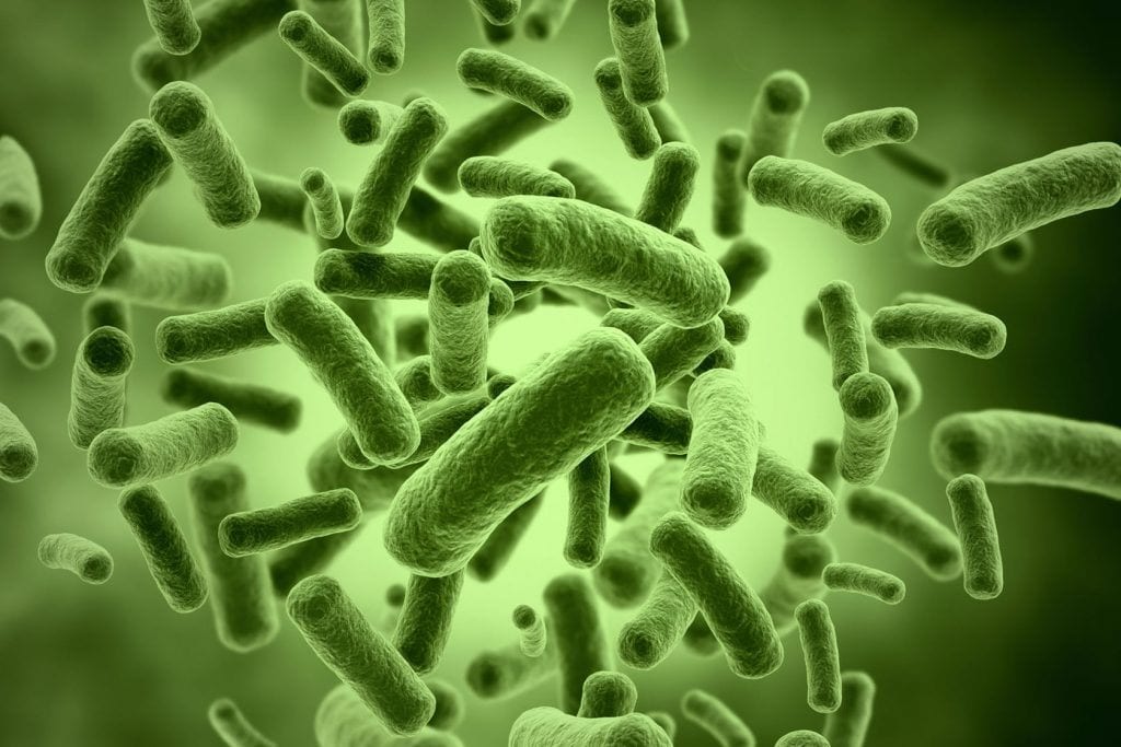 microscopic close-up of green bacteria