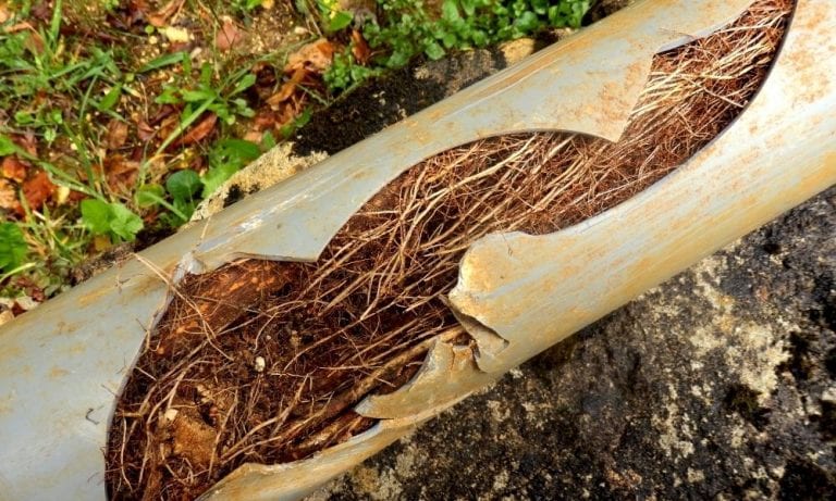 Signs That You May Have Tree Roots in Your Pipes