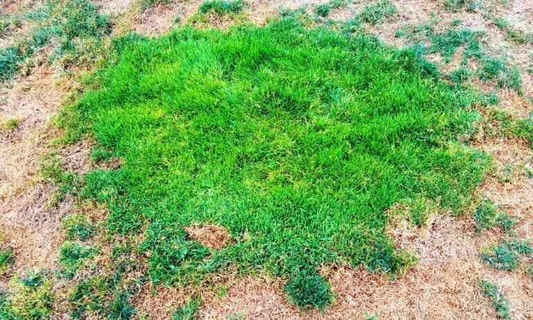 What Your Grass Says About Your Septic Tank