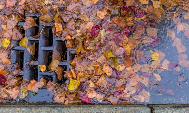 5 Undeniable Signs Your Storm Drain Is Clogged