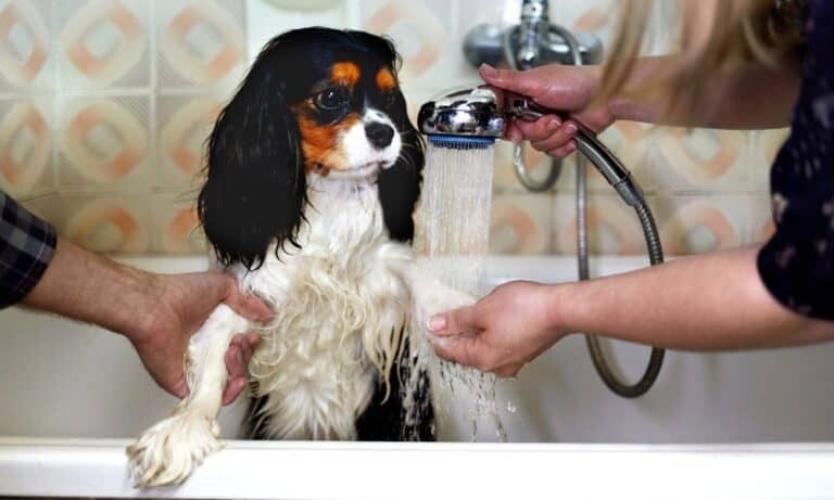 A dog standing in a bathtub while its owner washes its muddy paws with warm water and another person holds its paw.