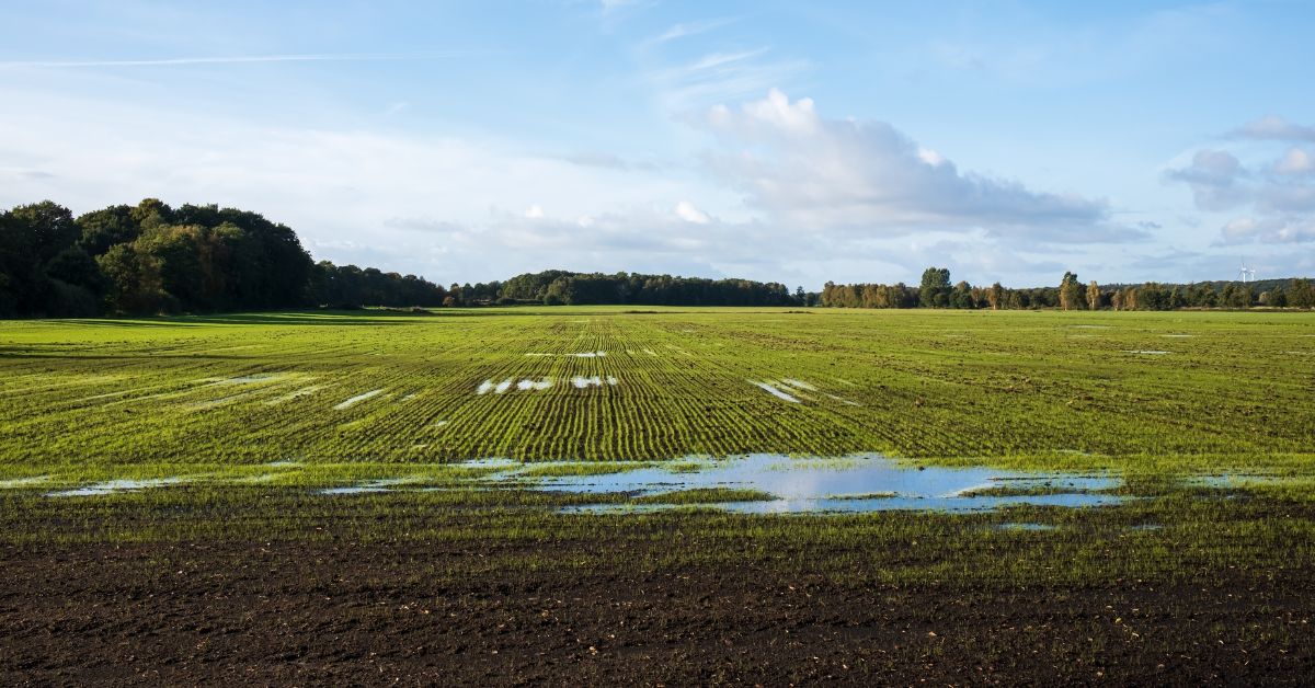 7 Early Signs of Drain Field Failure To Be Aware Of