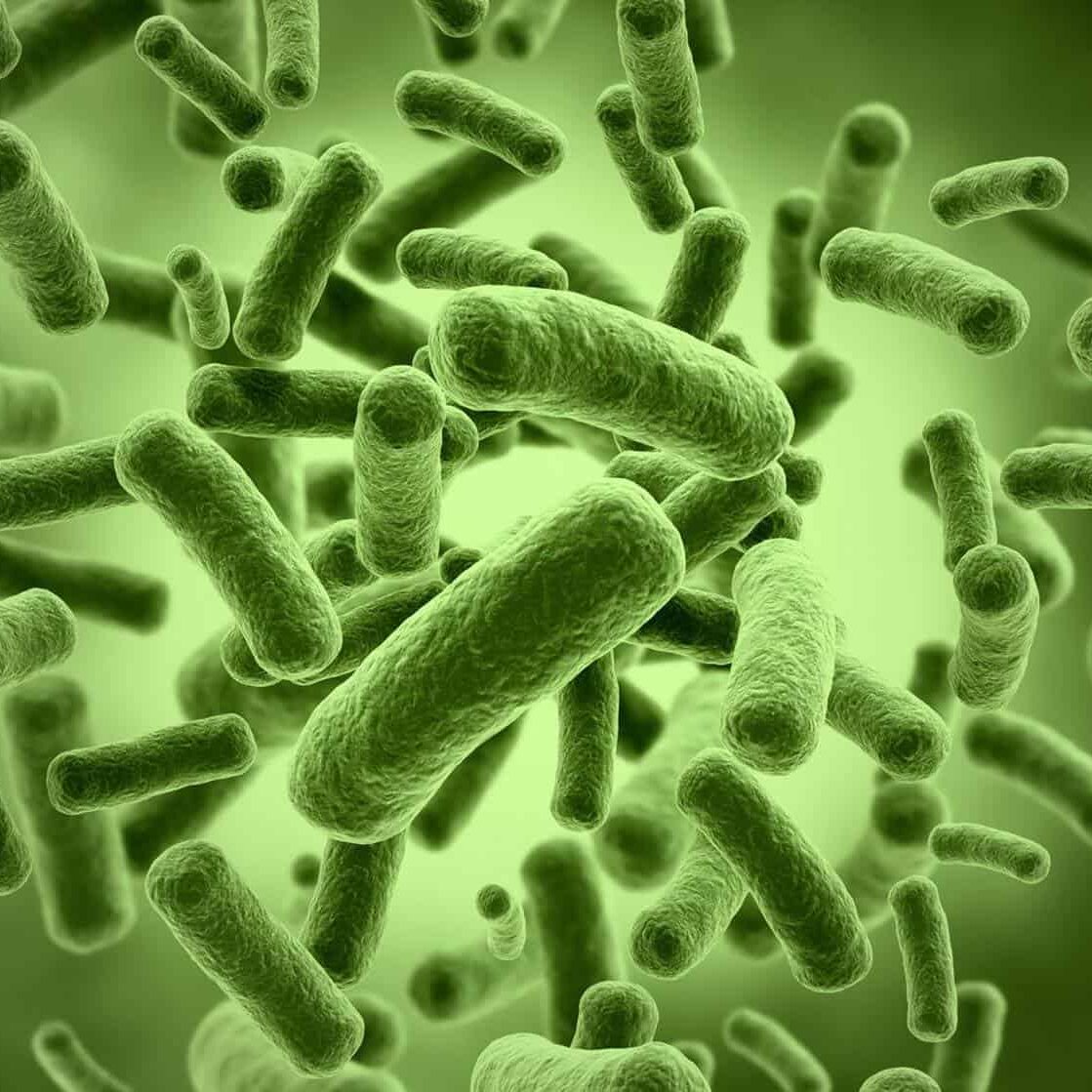 microscopic close-up of green bacteria